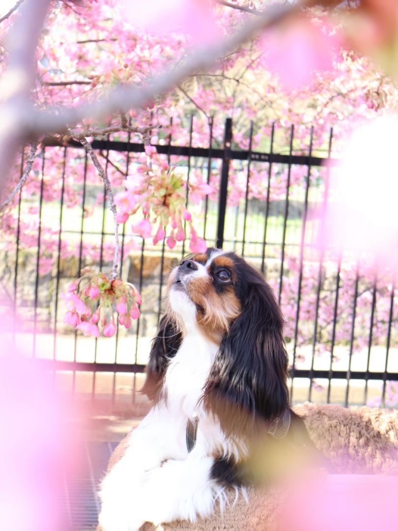 河津桜とりん