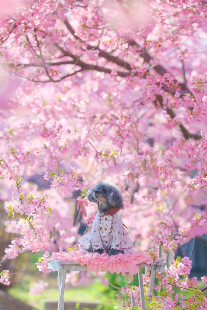桜満開