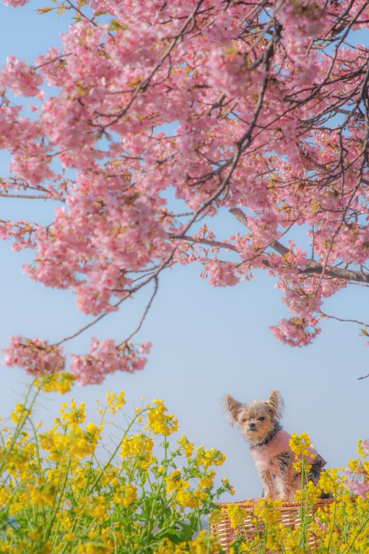 青空と菜の花と河津桜