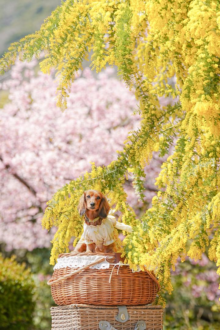 河津桜とミモザコラボ