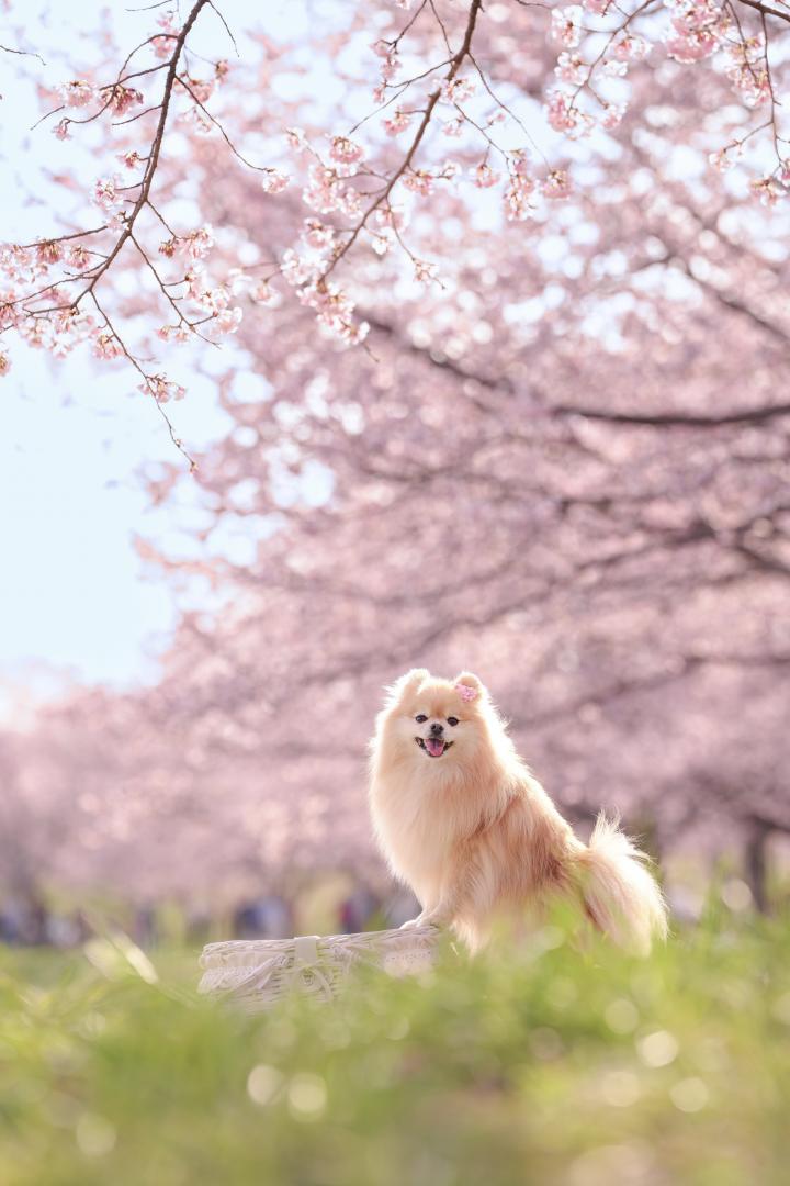 キラキラな桜並木とノエル