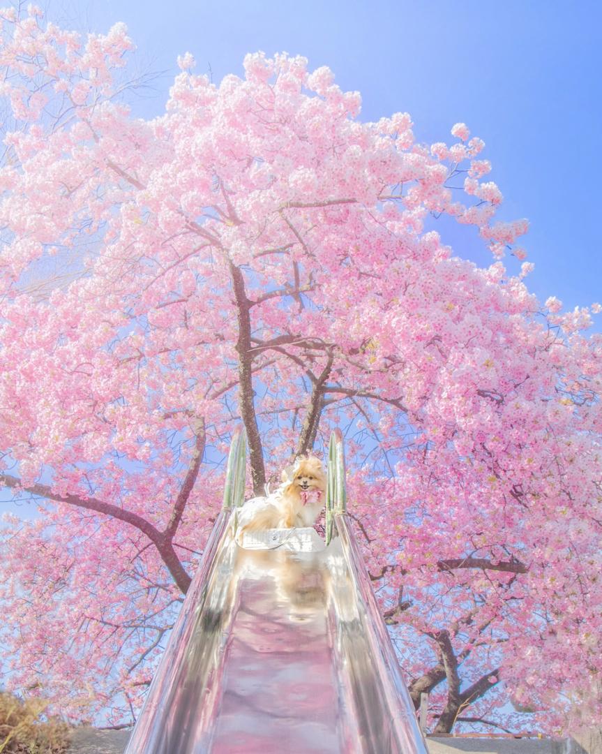 青い空と桜の下で