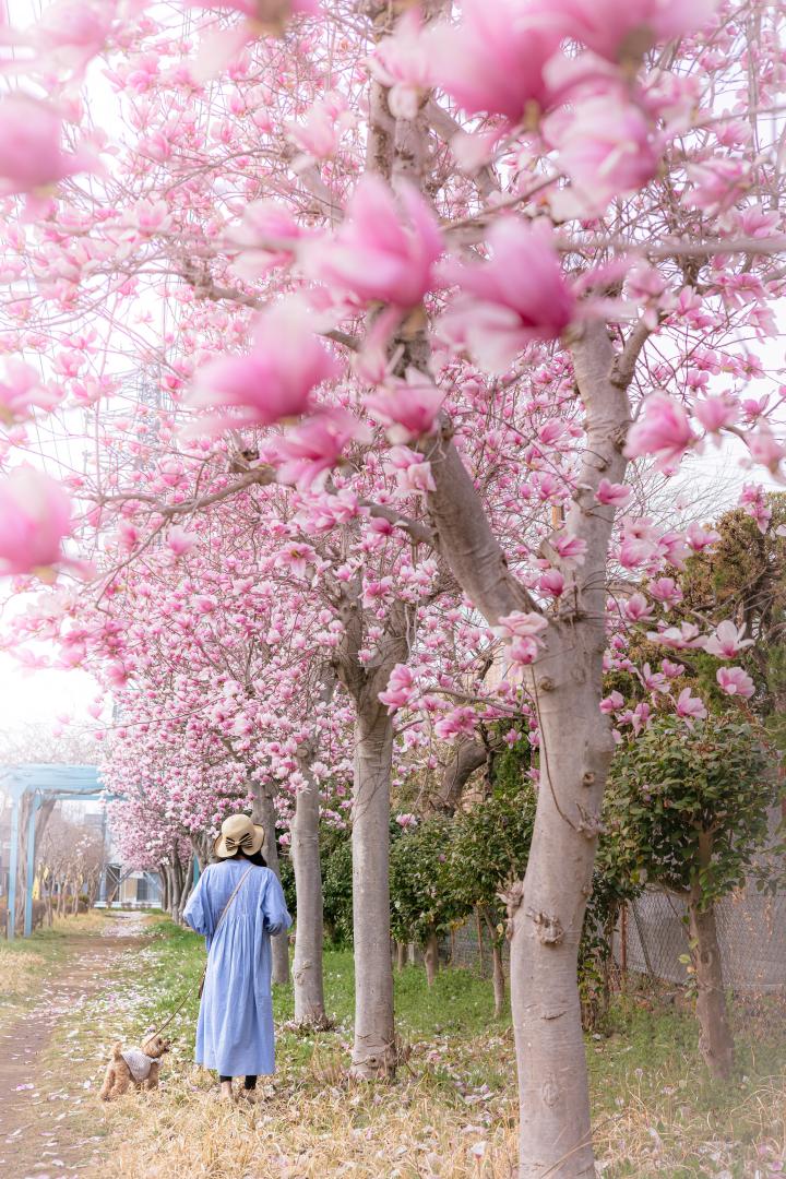 木蓮の並木道