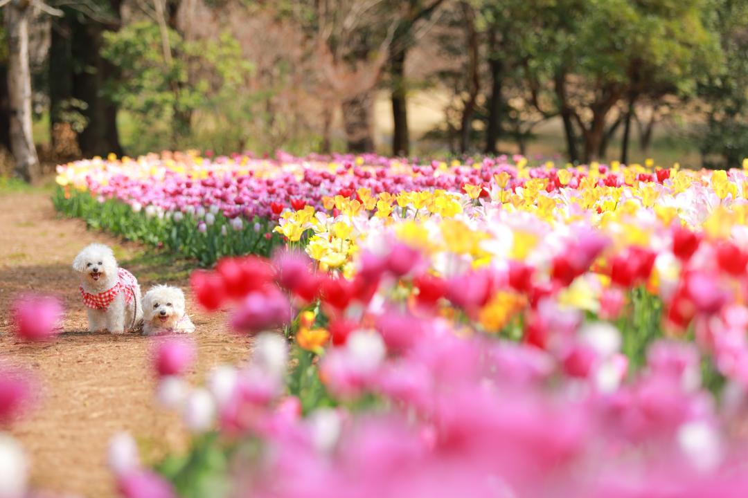咲いた～咲いた～チューリップの花が～