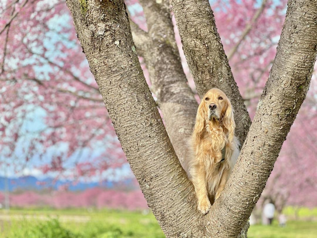 桜の木と共に春を見つめる