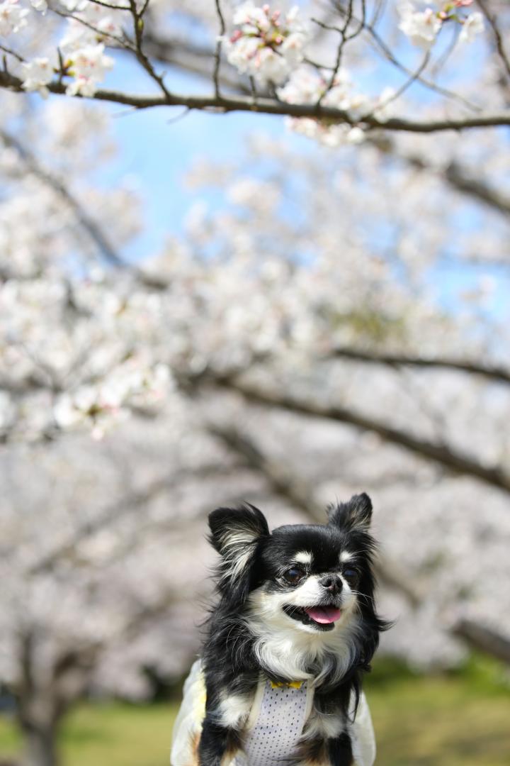 春を感じて