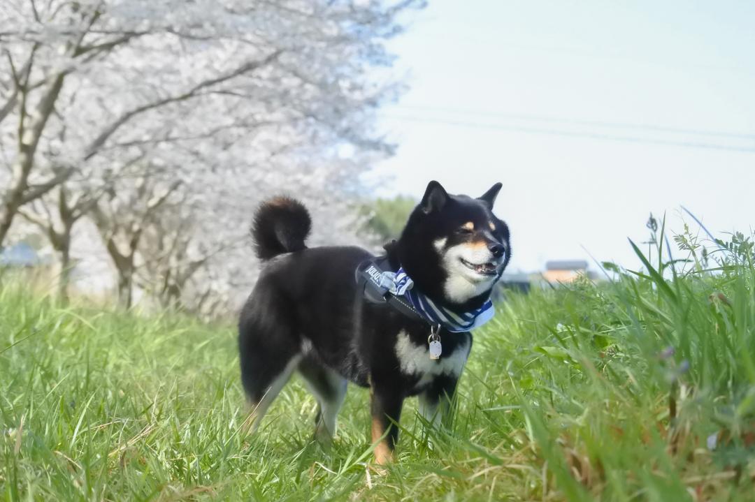 春っていい匂いするねん