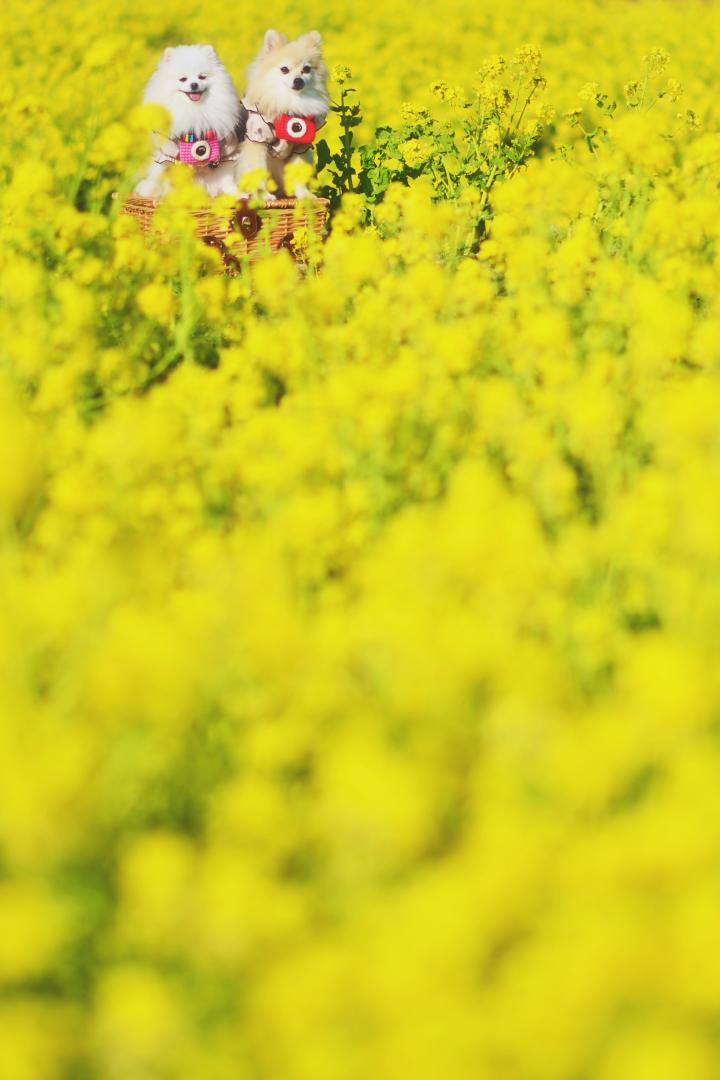 菜の花まみれ