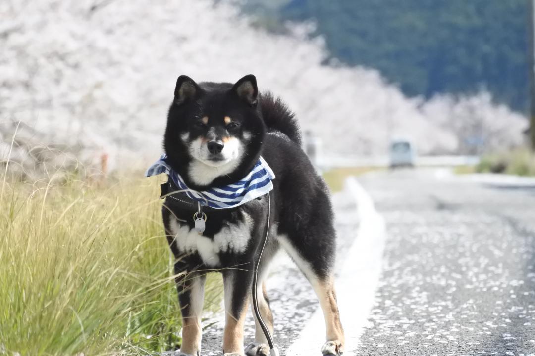 ぼくの散歩道