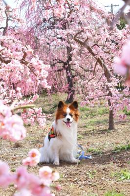 梅の花とつむぎ