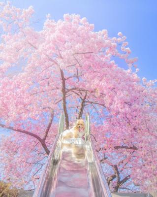 青い空と桜の下で