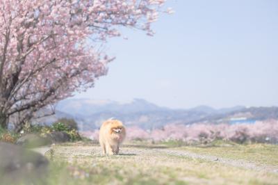 春めき桜んぽ
