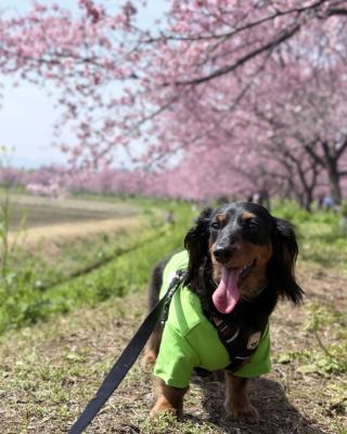 北浅羽桜堤の安行寒桜