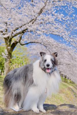 春爛漫