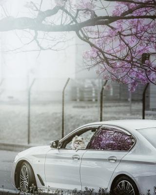 愛犬と愛車と桜