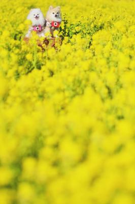 菜の花まみれ