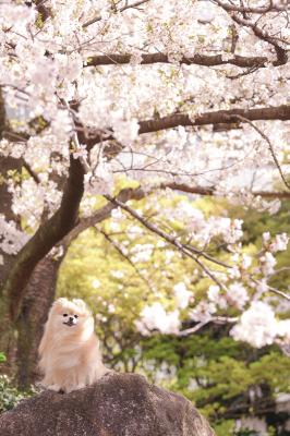 桜と小トトロ
