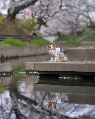 川辺のお花見