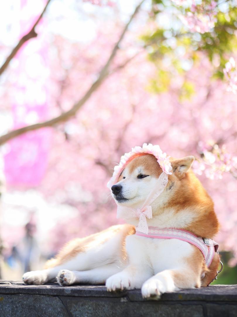 花冠ひなこ