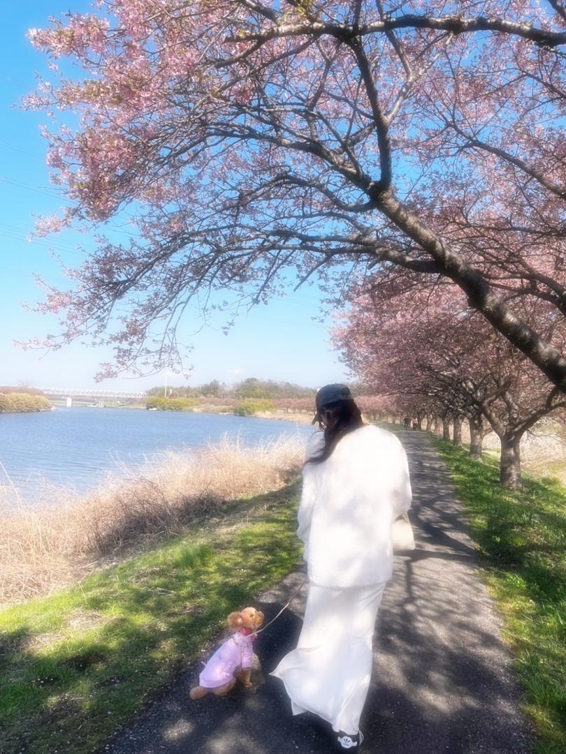 お花見散歩