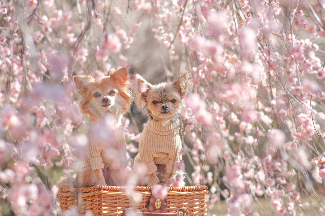 枝垂れ梅とハナとコタロウ