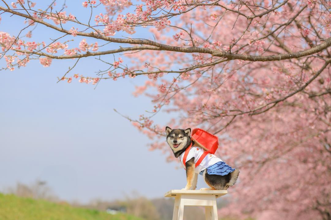 入学式