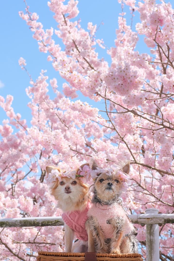 春めき桜と青空