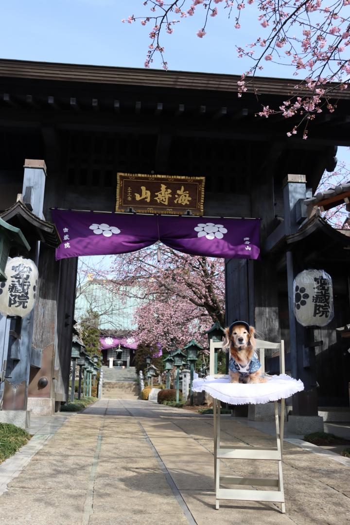 安行桜と愛犬