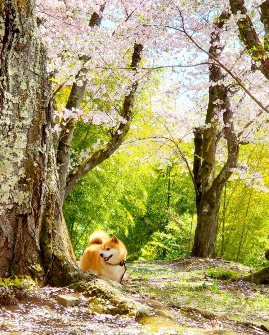 春の妖精