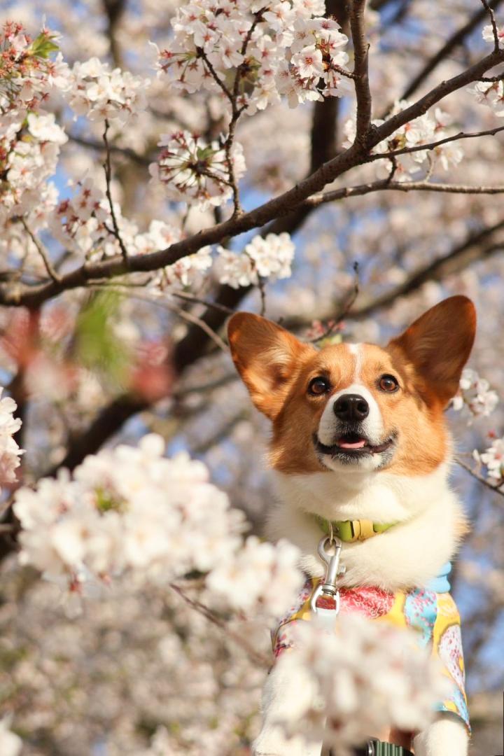 コーギーと桜