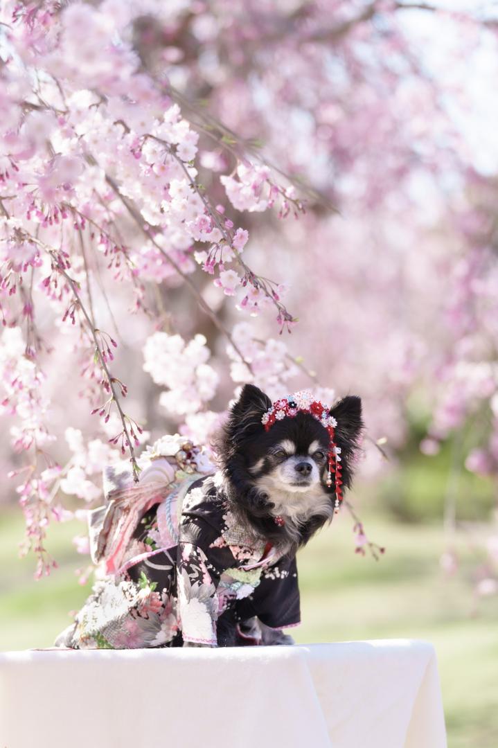 枝垂れ桜とモコ