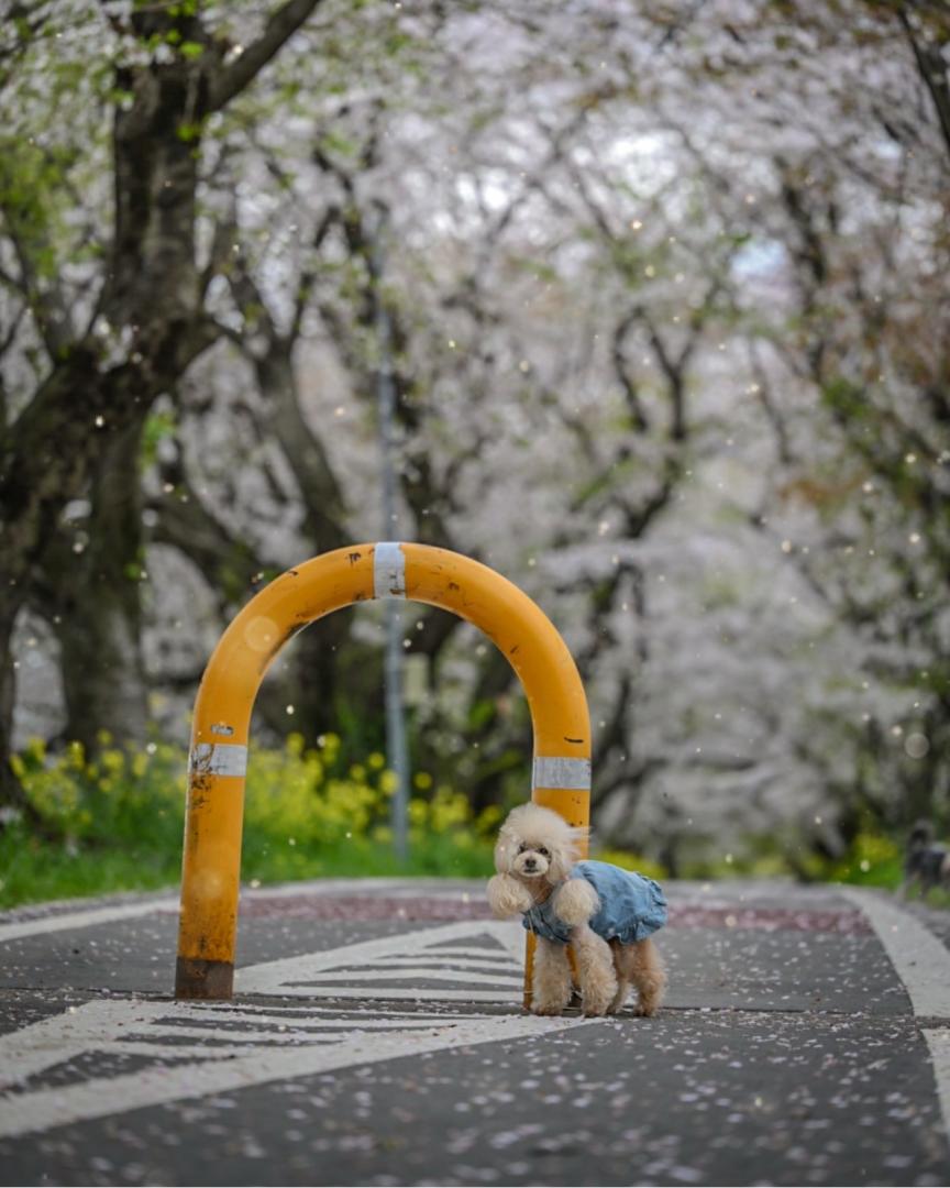 桜吹雪と