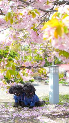 春の香り