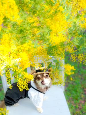 ミモザでかくれんぼ