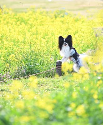 菜の花に囲まれ～僕ここ！