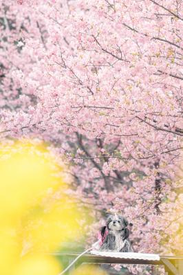 河津桜の下で