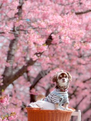 薄紅色の桜並木