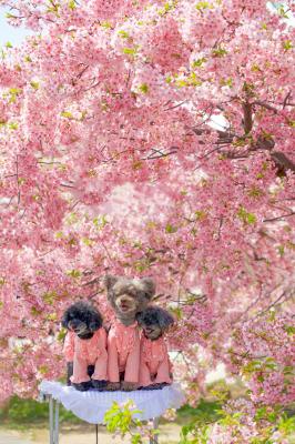兄妹でお花見