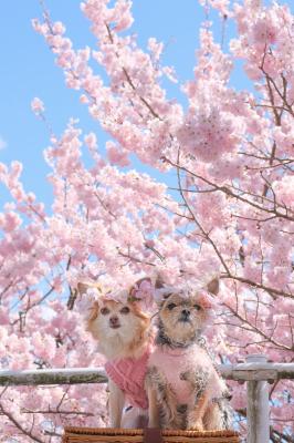 春めき桜と青空