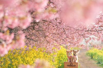 河津桜と菜の花の道で