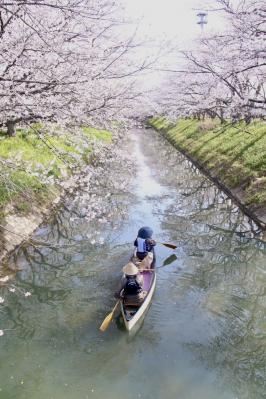 ソメイヨシノのお花見