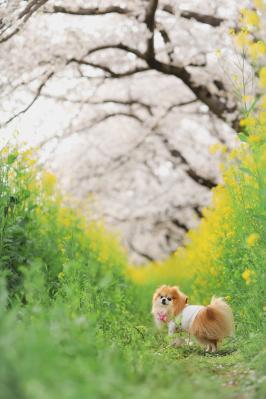 春のお散歩