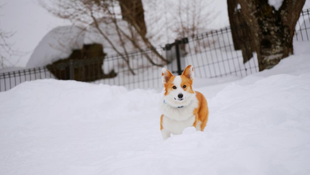 snow trip