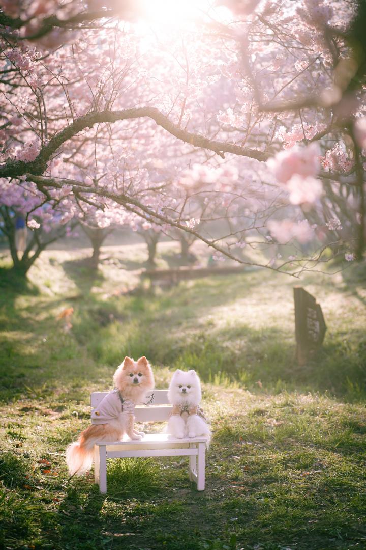 春の始まり