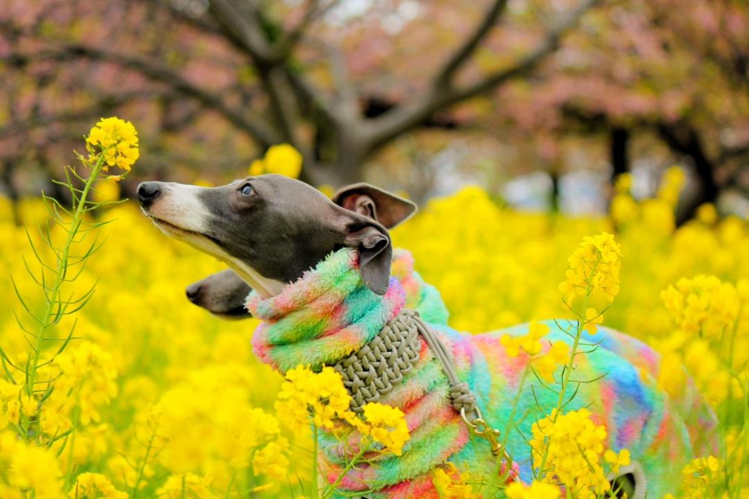 春の匂い