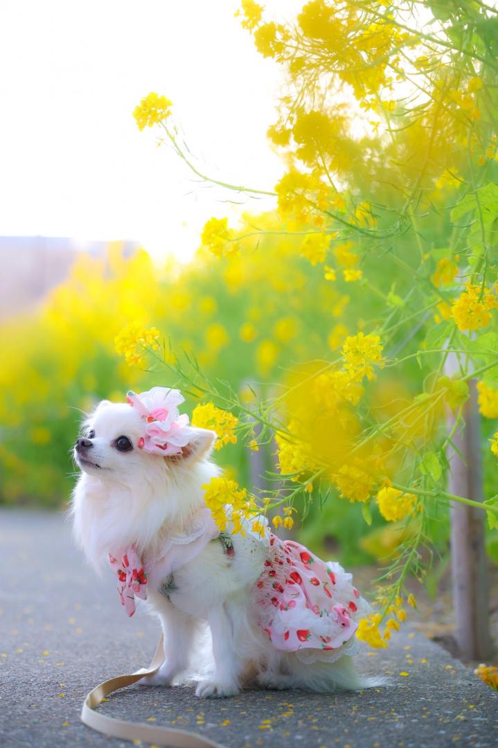 菜の花と