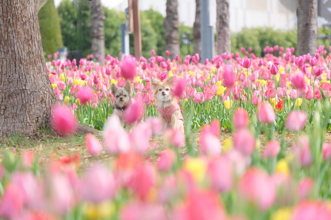 カラフルチューリップ