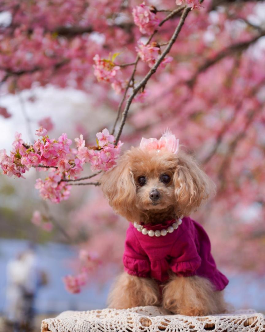 河津桜と愛犬