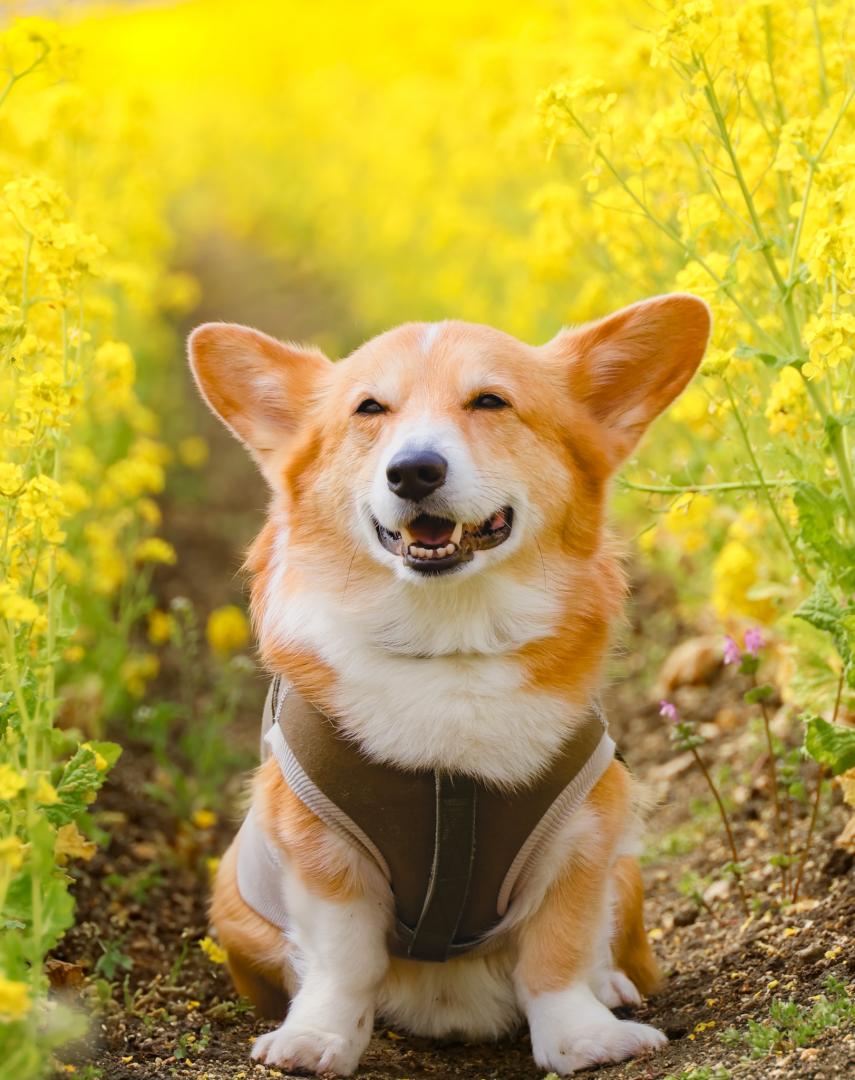 春爛漫