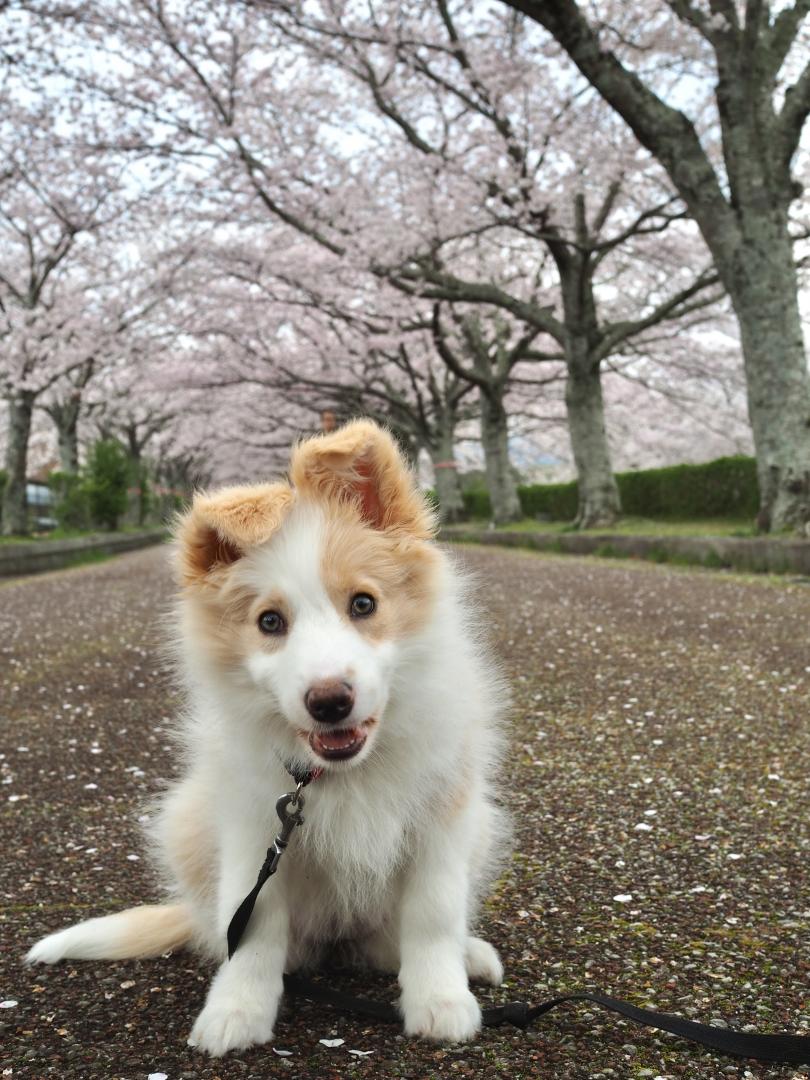 初めての桜